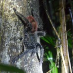 V pralese se skrývá i spousta živočichů, které nejsou na první pohled vidět V pralese se skrývá i spousta živočichů, které nejsou na první pohled vidět