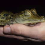 Malý kajman ještě nekousal Malý kajman ještě nekousal